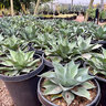 Agave ovatifolia Whale's Tongue Agave
