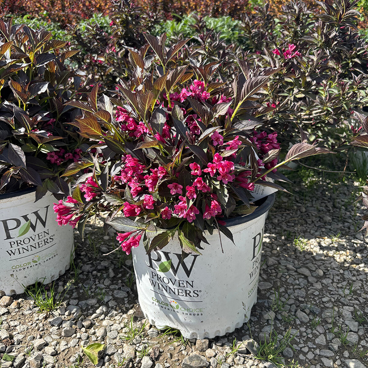 Weigela florida Spilled Wine Proven Winners Weigela | SiteOne US