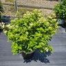Hydrangea Paniculata Early Evolution