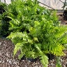 Nephrolepis Biserrata Macho Giant Sword Fern
