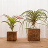 Air Plants Stands Dark Brown 2 in.