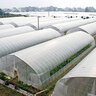 SunView Greenhouse Film Plastic Clear 6 mm 50 ft. x 200 ft.