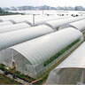 SunView Greenhouse Film Plastic Clear 6 mm 20 ft. x 200 ft.