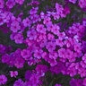 Phlox x Cloudburst Proven Winners Phlox
