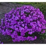 Phlox x Cloudburst Proven Winners Phlox