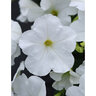 Petunia X Hybrida Easy Wave White Spreading Petunia