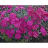 Dianthus x Paint the Town Magenta Proven Winners Pinks
