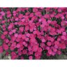 Dianthus x Paint the Town Magenta Proven Winners Pinks