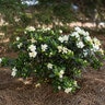 Gardenia Jasminoides Sweet Tea Gardenia