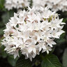 Pentas Lanceolata Starla White Egyptian Star Flower