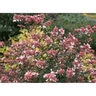 Abelia chinensis Ruby Anniversary Proven Winners Glossy Abelia