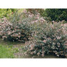 Abelia chinensis Ruby Anniversary Proven Winners Glossy Abelia