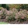 Abelia chinensis Ruby Anniversary Proven Winners Glossy Abelia