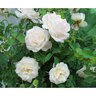 Rosa X Brindabella Touch of Pink Shrub Rose