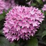 Pentas lanceolata Dwarf Lavender Stars Egyptian Star Flower