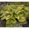 Hosta Shadowland Coast to Coast Plantain Lily