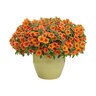Calibrachoa x Superbells Dreamsicle Proven Winners Mini Petunia Premium