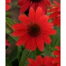 Echinacea x Sombrero Salsa Red Proven Winners Coneflower