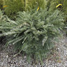 Cephalotaxus Harringtonia Prostrata Japanese Plum Yew