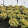 Chamaecyparis Pisifera Golden Mop Sawara Cypress