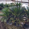 Cycas Revoluta Sago Palm