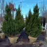 Juniperus chinensis Spartan Chinese Juniper