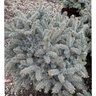 Picea Pungens Glauca Globosa Blue Spruce