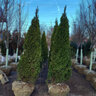 Thuja occidentalis Emerald Green American Arborvitae