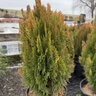 Platycladus (Thuja) orientalis Morgan Chinese Arborvitae