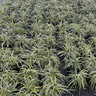 Liriope muscari Variegata Variegated Lilyturf