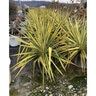 Yucca Filamentosa Color Guard Adams Needle