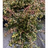 Euonymus Fortunei Moonshadow Wintercreeper