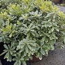 Pittosporum Tobira Mojo Mock Orange