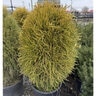 Platycladus (Thuja) orientalis Franky Boy Chinese Arborvitae