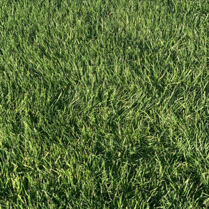 Twin City Sun/Shade Seed Mixture 25 lb. Bag