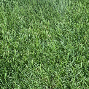 Twin City Sunny Seed Mixture 10 lb. Bag