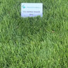 Twin City Dense Shade Seed Mixture 10 lb. Bag