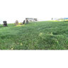 Twin City Dense Shade Seed Mixture 10 lb. Bag