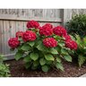 Hydrangea Macrophylla Cherry-Go-Round Big Leaf Hydrangea