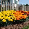 Tagetes Patula Mixture French Marigold