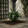 Aspidistra Elatior Cast Iron Plant