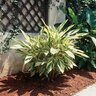 Alpinia Zerumbet Variegata Shell Ginger