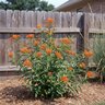 Asclepias tuberosa Milkweed