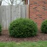 Buxus x Green Velvet Boxwood