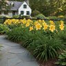 Hemerocallis X Happy Returns Daylily