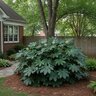 Fatsia Japonica Japanese Aralia