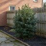 Ilex X Merserveae Holly