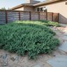 Juniperus Conferta Blue Pacific Shore Juniper