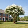 Lagerstroemia Indica X Fauriei Natchez Crape Myrtle