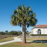 Sabal palmetto Cabbage Palm